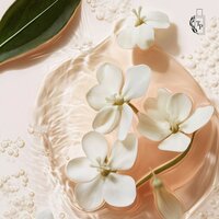 TP Arabian Nights Dames